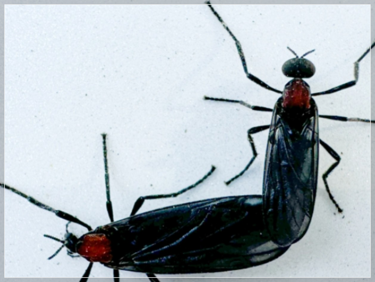 러브버그란 무엇인가?