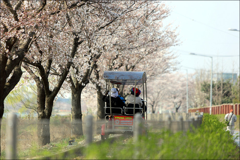 의왕 레일바이크를 타고 가는 노부부와 옆의 벚꽃나무