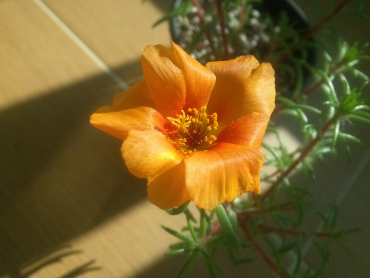 겹채송화와 홑채송화