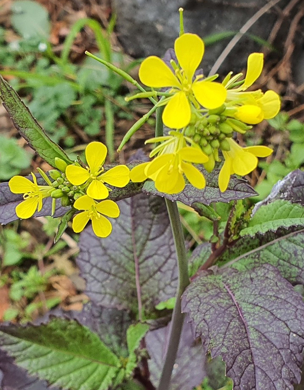 같은 색깔 같은 느낌 다른 꽃: 갓꽃