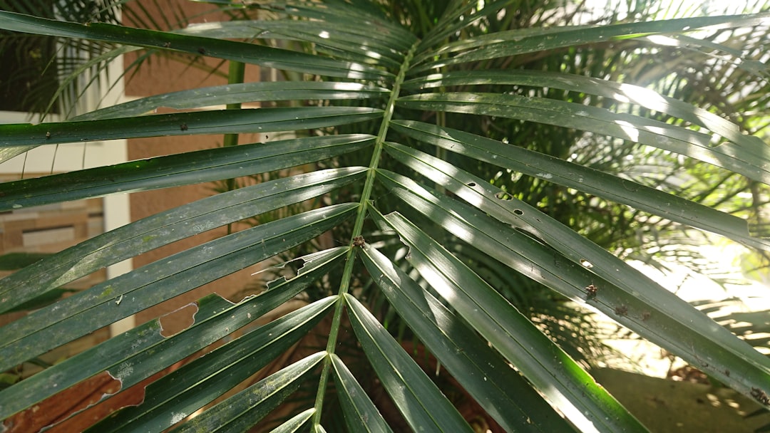 Saw Palmetto