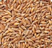 파로 곡물 시판되는 모습들