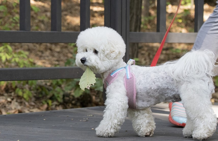 반려동물, 애완견 사진
