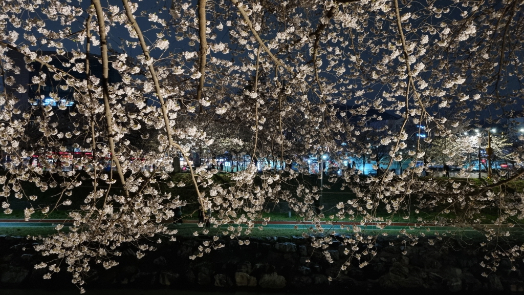 양재천벚꽃축제