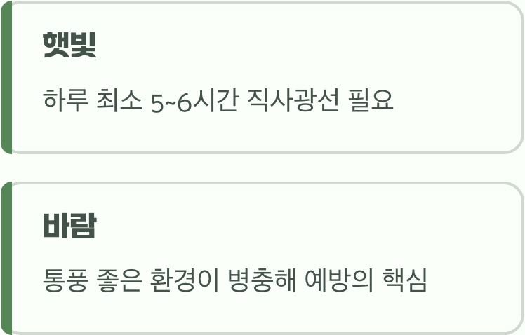 여왕님을 모실 최고의 자리 (햇빛과 바람)