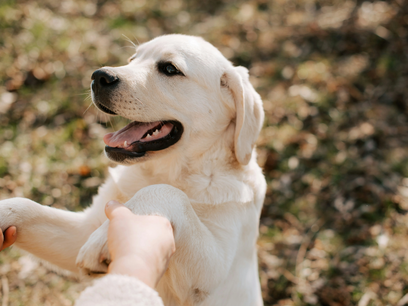 사람의 손을 잡고 있는 강아지