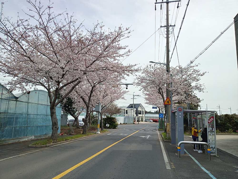 인싸들이 찾는 서귀포 핫플레이스 이어도로 벚꽃길