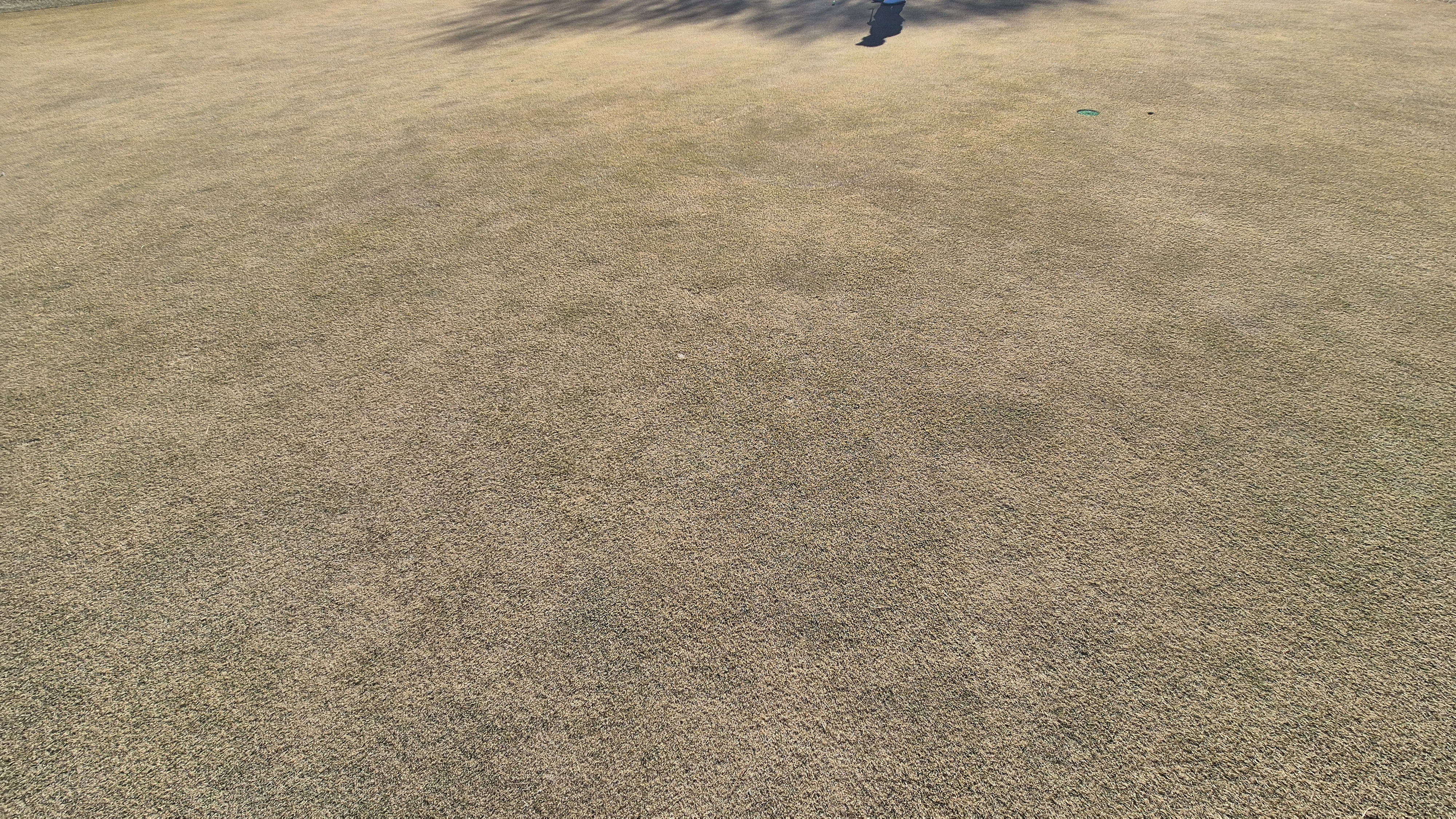 로제비앙gc 로제-비앙 코스 그린 관리 상태