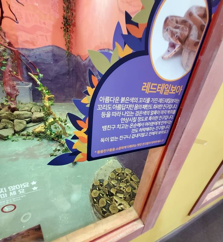 하이브 실내동물원 레드테일보아