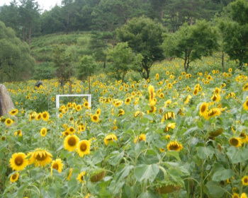 태백 해바라기 축제_4