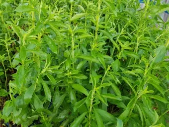 스테비아 재배 삽목 요령 단맛 유지 잎 건조_2