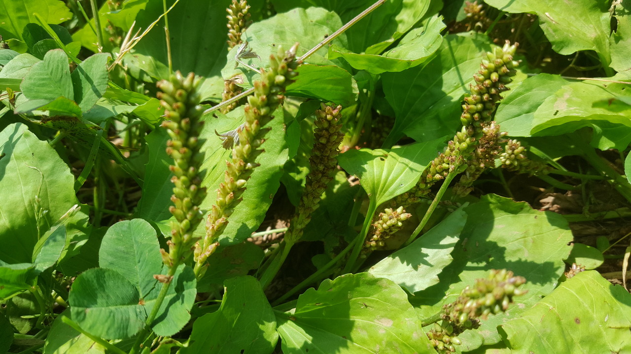 차전자피 효능 먹는법 부작용 (2주 섭취 후기)