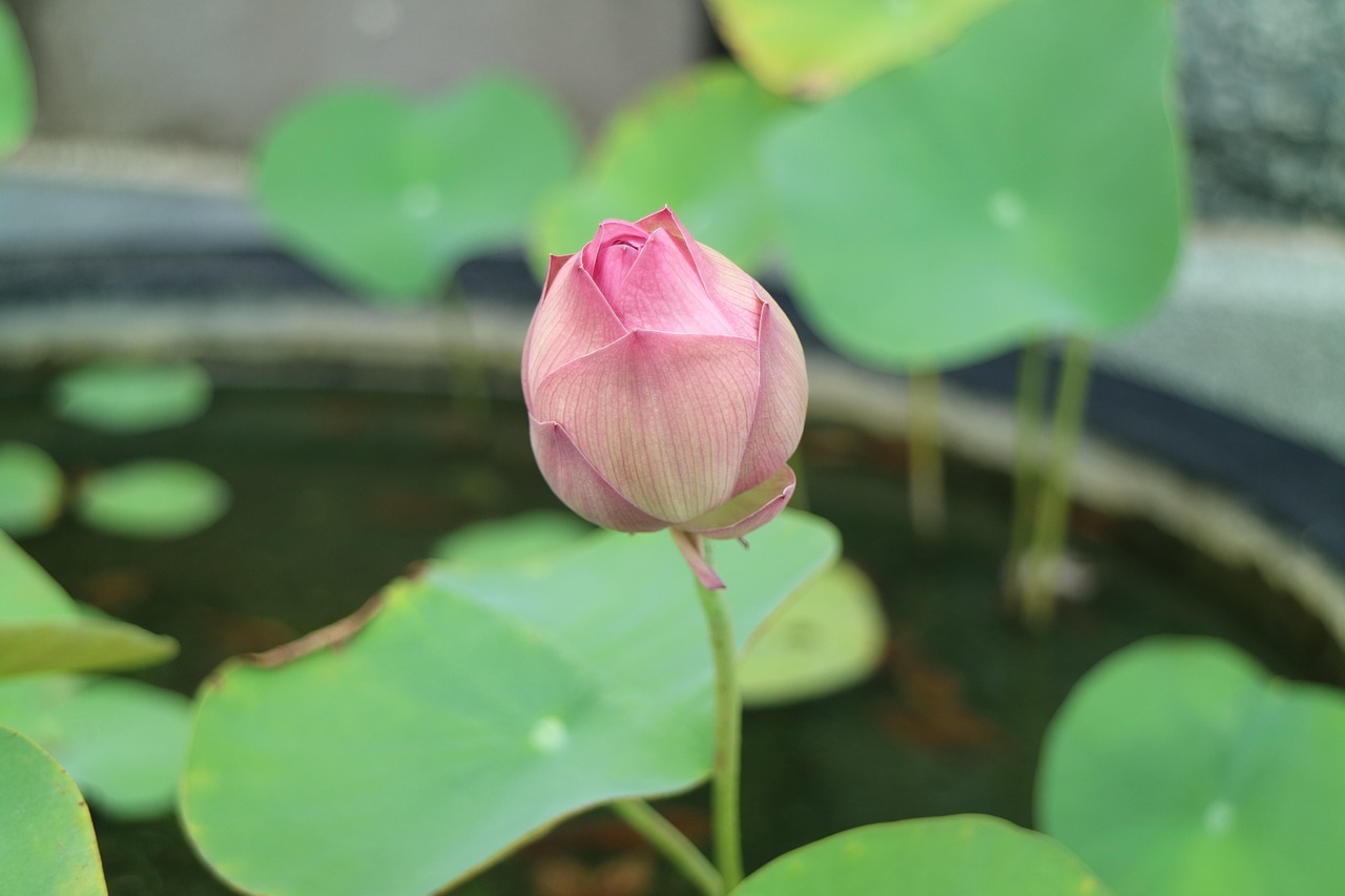 무안 연꽃축제 일정 셔틀버스 교통편