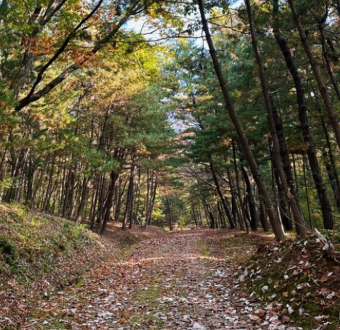 전국수선화명소