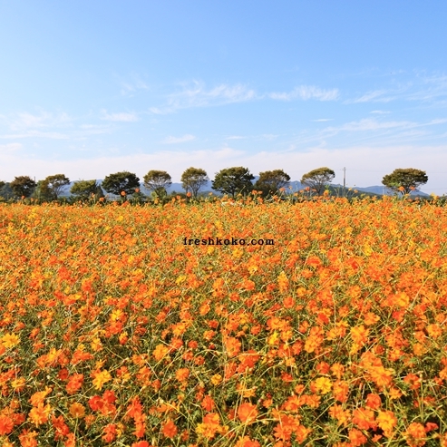 장성 황룡강 꽃축제