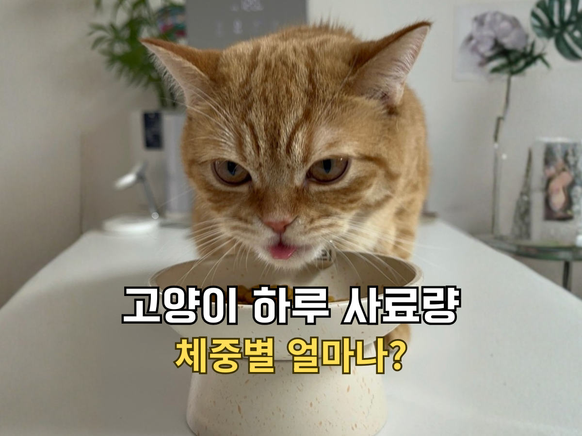 고양이 하루 사료량 체중별 얼마나? 텍스트가 적힌, 밥그릇 앞에서 밥을 먹는 치즈 고양이 모습