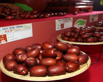 보은 대추축제_13