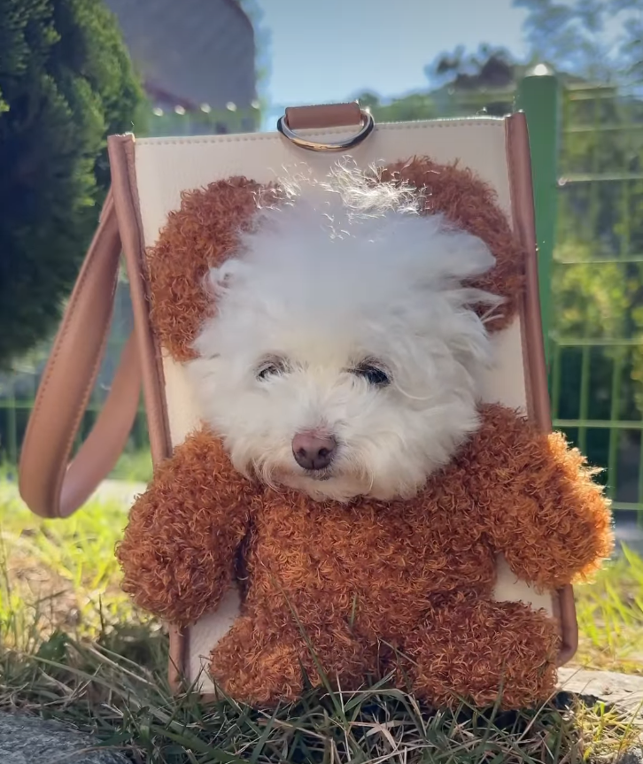 아키즈펫 빼꼼캐리어