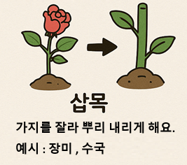 삽목 번식(줄기 잘라 심기)
