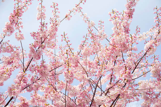 보은 벚꽃길 축제