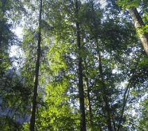 중국 장가계 7월 날씨 및 옷차림