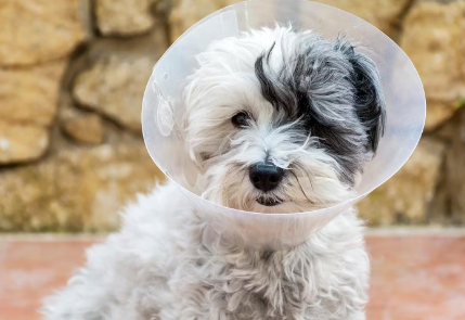 엘리자베스 칼라를 붙인 개.