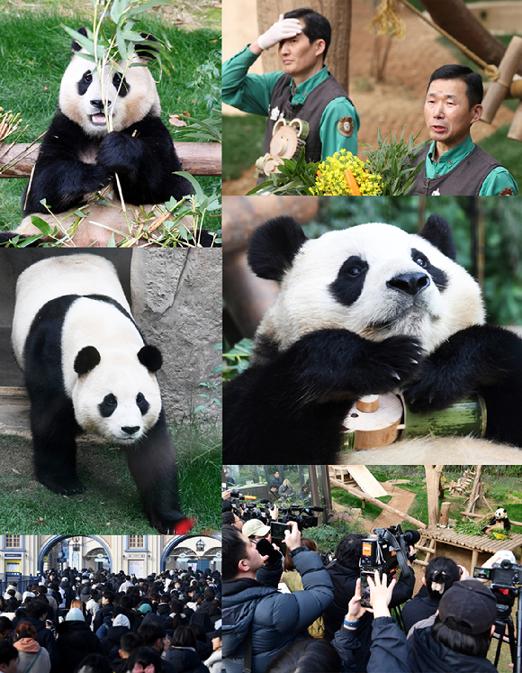 푸바오가 일반 관람객들을 만나는 마지막 날인 지난 3일 오전 용인 에버랜드 판다월드 실내 방사장에서 푸바오가 공개되고 있다. [사진=사진공동취재단]