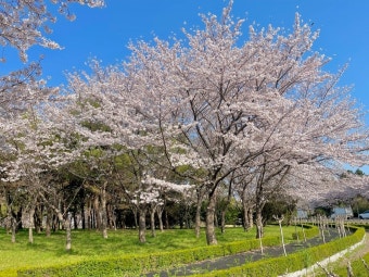 을숙도 벚꽃 사진