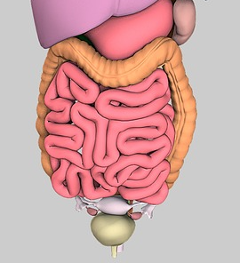 장 건강을 위한 프로바이오틱스와 식이섬유