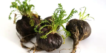 블랙마카 효능&amp;#44; 남성&amp;#44; 여성 건강&amp;#44; 면역력 강화 총 정리 (2025 최신)