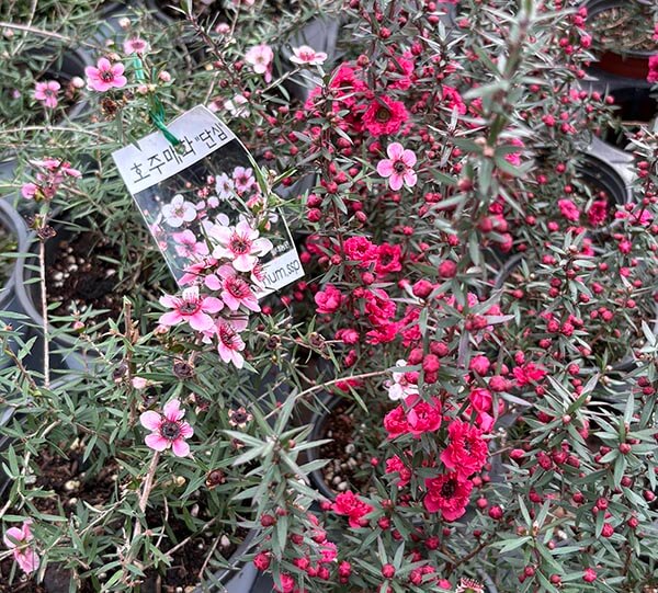 Melaleuca spp-호주매화