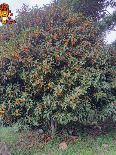 금목서와 은목서 가을에 피어나는 향기로운 추억 금목서와 은목서의 특징 꽃 향기 효능