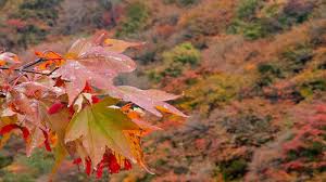 강원도 설악산, 오대산, 치악산 단풍 절정