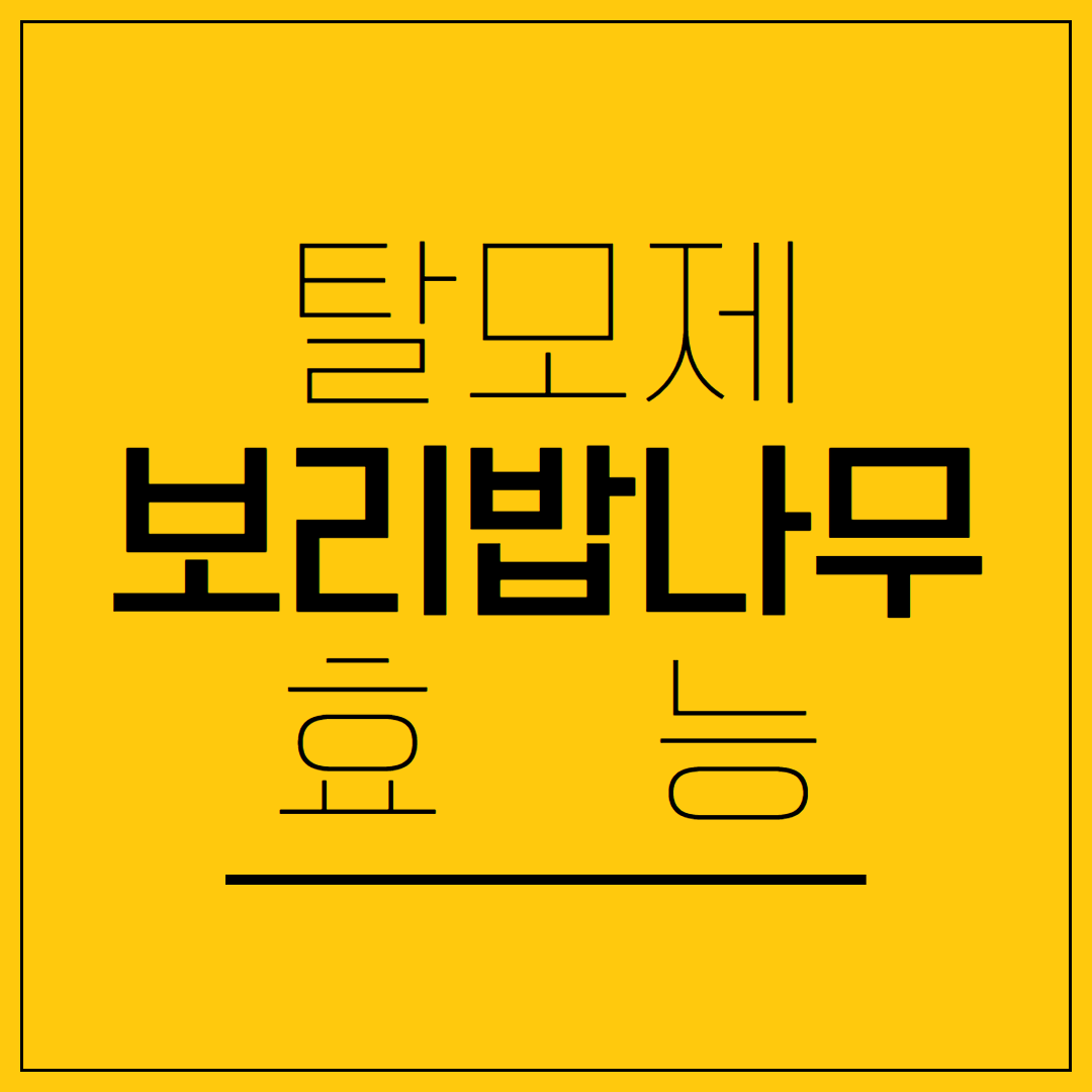 보리밥나무 탈모제 효능 머리숱 되살린 숨은 비밀