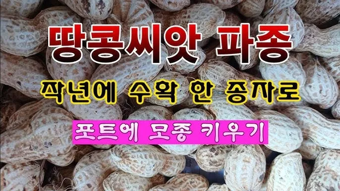 땅콩 심는 시기 수확시기 모종 파종_7