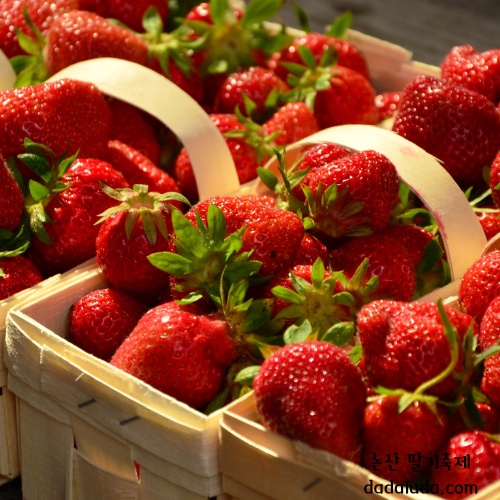 논산 딸기축제 일정 초대가수