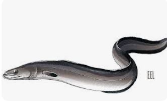 요오드가 많은 음식