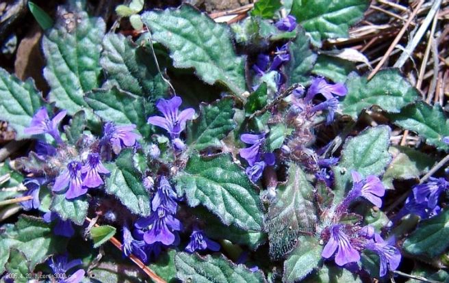 금창초효능과 활용및재배법