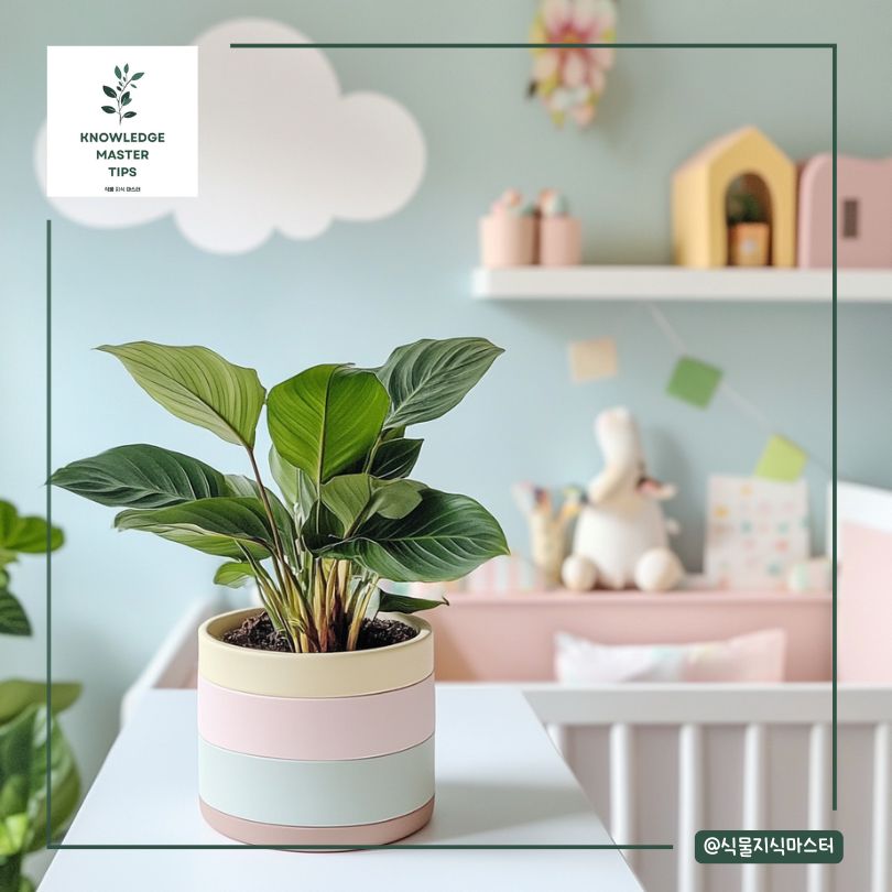 아기방 식물, 칼라데아