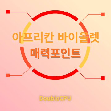 아프리칸 바이올렛 매력포인트