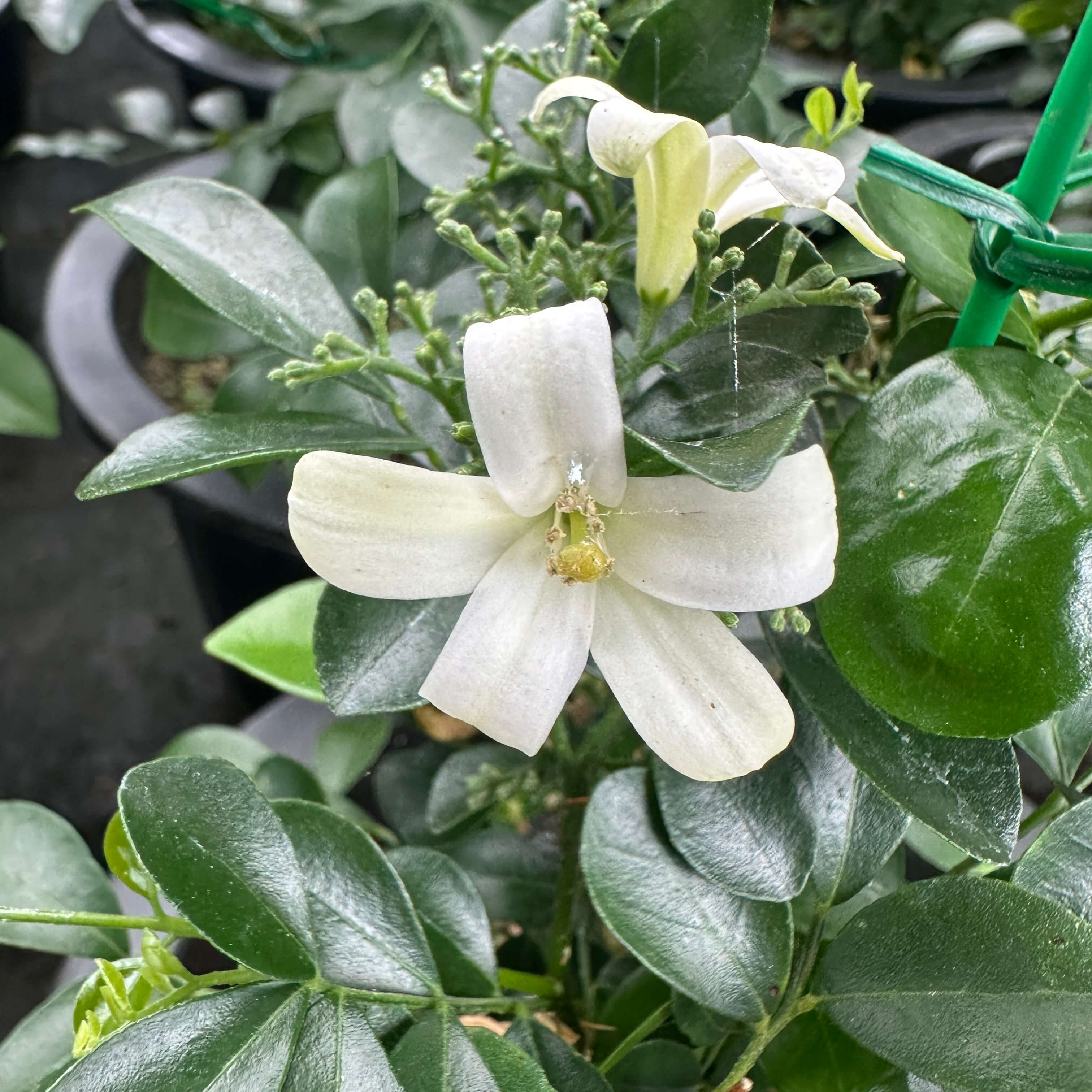 실내 식물 오렌지 쟈스민