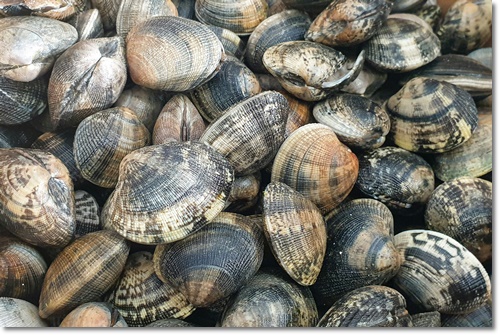 조개류 해감 빼는 법 미세플라틱 잘 제거