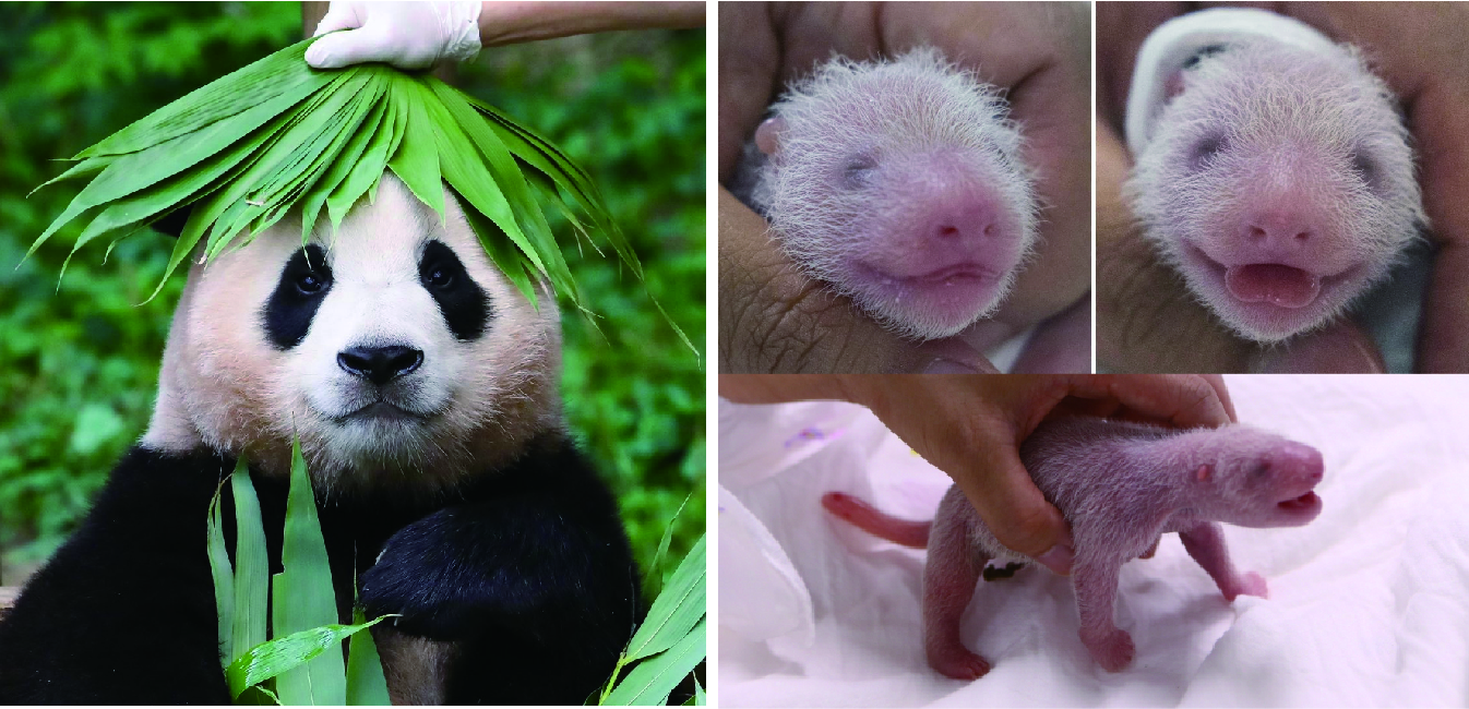 푸바오-쌍둥이들