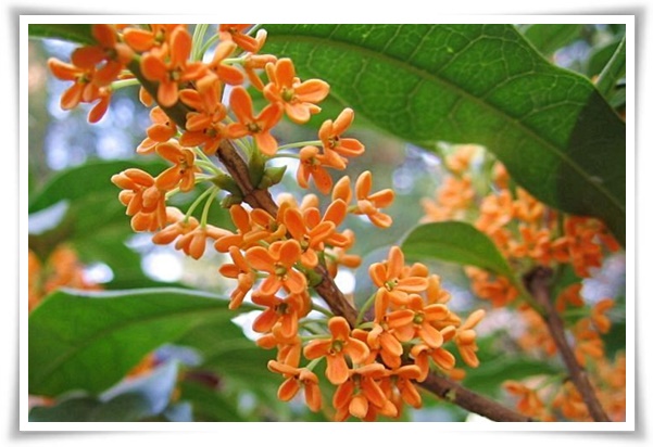 "금목서와 은목서" 한 번 맡으면 잊을 수 없는 가을 꽃의 향기!