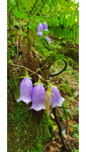 우리나라 특산식물 댕강나무와 댕강나무 꽃말 꽃댕강나무_11