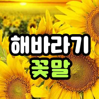 해바라기 꽃말