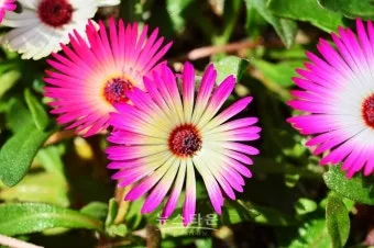 중부지방 들깨 파종시기 및 재배법 농사 팁 정리_28