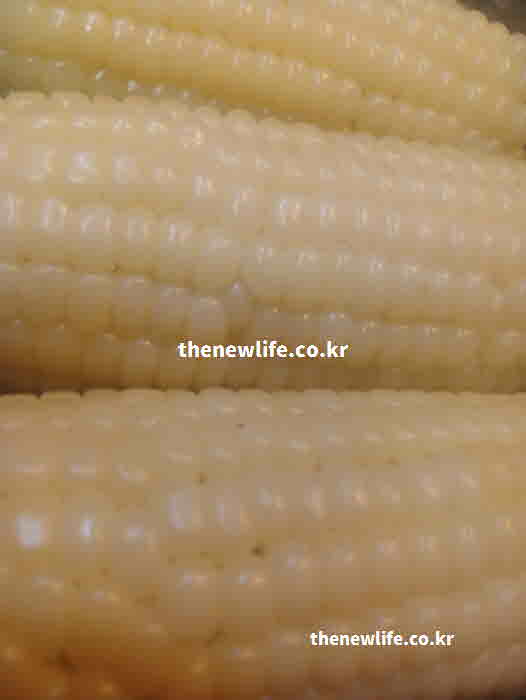 옥수수 효능 장 건강