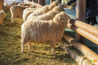 겨울 국내여행지 추천 베스트 5 평창2
