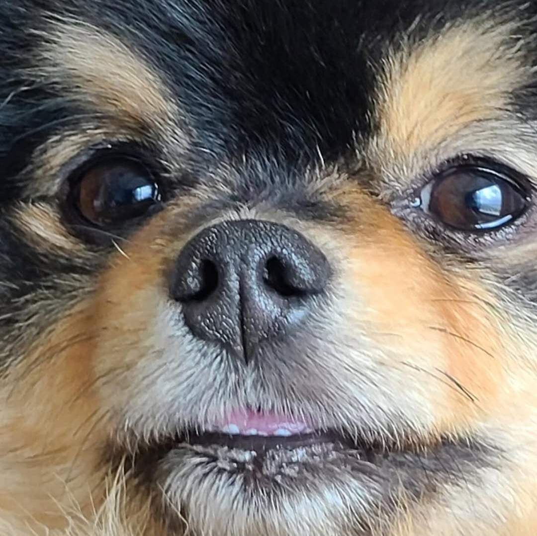 뷔 반려견 연탄이 얼굴